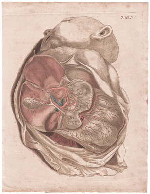 Gives a View of several of the Arteries of the Chylopoletic and Assistant Chylopoletic Viscera